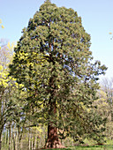 Sequioadendron giganteum (Mammutbaum)