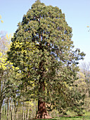 Sequioadendron giganteum (sequoia)