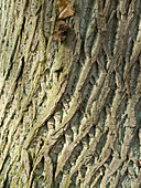 Deep furrowed bark of Castanea sativa (Chestnut)