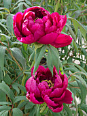 Paeonia suffruticosa 'Shimadaijin' (shrub peony)