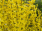 Forythia intermedia 'Lynwood Gold' (Goldglöckchen)