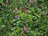 Lawn weeds: Taraxacum (dandelion), Glechoma (groundsel)