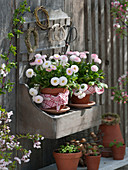 Clay pots with Bellis (millennium) on wall shelf