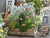 Herb garden in wooden box