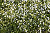 Veronica persica (Persian speedwell)