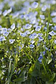 Veronica persica (Persian Speedwell)