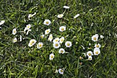 Bellis perennis (daisy) in the meadow