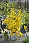 Forsythia 'Weekend' (Goldbell) in basket, Narcissus (Narcissus)