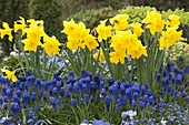 Narcissus (Narzissen) und Muscari (Traubenhyazinthen) im Frühlingsbeet