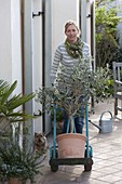 Frau fährt Olea europaea (Olive) mit Sackkarre auf die Terrasse