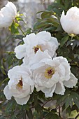 Paeonia suffruticosa 'Sahohime' syn 'Princess Saho' (Bush peony)