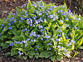 Omphalodes verna (Frühlings-Gedenkemein)