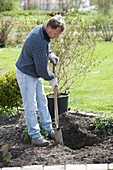 Dig a planting hole for planting Weigelia (Weigelie)