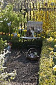 Cottage garden with Forsythia 'Lynwood Gold' (Goldbell), Narcissus