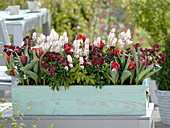 Türkiser Kasten mit Tulipa 'Red Princess' (gefüllten Tulpen), Tiarella