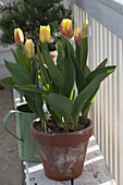 Tulipa 'World Expression' (flamed tulips) in clay pot