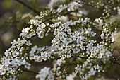 Spiraea arguta (Bridal spirea, spirea shrub)