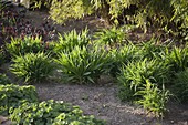 Hemerocallis (Daylilies) in budding stage