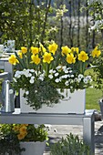 Lechuza box with Narcissus 'Yellow River' (daffodils), Bellis