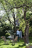 Shade garden under large trees