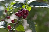 Coffea arabica (coffee plant) with fruits