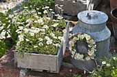 Wooden box with bellis perennis (daisies)