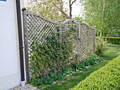 Privacy fence planted with Hedera (ivy)