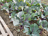 Rotkohl (Brassica) - Pflanzen im Frühsommer im Gemüsegarten