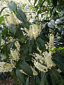 Prunus laurocerasus 'Herbergii' (Cherry laurel)