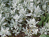 Artemisia 'Valerie Finnis' (Garten-Beifuß)