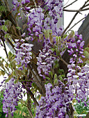 Wisteria sinensis 'Caroline' (Chinesischer Blauregen)