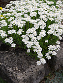 Iberis saxatilis (Schleifenblume) auf Steinmauer