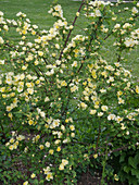 Rosa hugonis (Chinesische Goldrose, Wildrose)