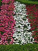 Flower border with bellis (daisy) in pink, white and red