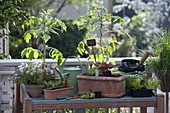 Planting table on balcony, tomatoes, thyme