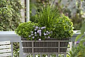 Basket with lemon balm (lemon balm ), chives