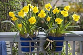 Narcissus 'Yellow River' in blue metal pots