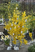 Forsythia intermedia 'Weekend' (Goldilocks) decorated with Easter eggs