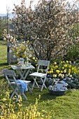 Easter table in the garden in front of Amelanchier (rock pear), Narcissus