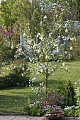 Sour cherry 'Morina' (Prunus cerasus) decorated with Easter eggs