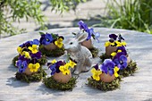 Ausgeblasene Eier als Vasen mit Viola-Blüten