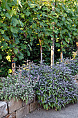 Weinreben (Vitis vinifera) mit Salbei 'Tricolor' 'Purpurascens' auf Steinmauer