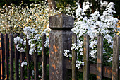 Holzzaun mit Campanula lactiflora (Dolden-Glockenblume)