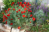 Eschscholzia californica 'Red Chief' (Kalifornischer Scheinmohn) mit Lavendel (Lavandula)