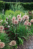 Verblühter Allium (Zierlauch), Dianthus barbatus 'Sooty' (Bartnelken), Penstemon 'Husker's Red' (Bartfaden), Gräser