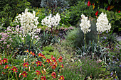 Yucca filamentosa (Palmlilien) und Hemerocallis (Taglilien)