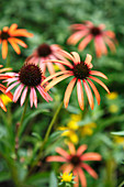 Echinacea purpurea 'Art's Pride' (Sonnenhut)