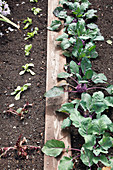 Gemüsegarten mit Brett, frisch gepflanztem Salat (Lactuca) und rotem Kohlrabi (Brassica)