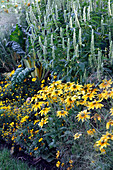 Rudbeckia 'Prairie Sun' (Einjähriger Sonnenhut), Agastache (Duftnessel), Mangold (Beta vulgaris), Tagetes (Studentenblumen), Sanvitalia (Husarenknöpfchen)