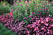 Zinnia 'Dahlienblütige Riesen Purple Prince' (Zinnien), Begonia semperflorens 'Party Rosa Dunkellaubig' (Eisbegonien, Gottesaugen), Hypoestes 'Pronto Pink' (Punktblume)